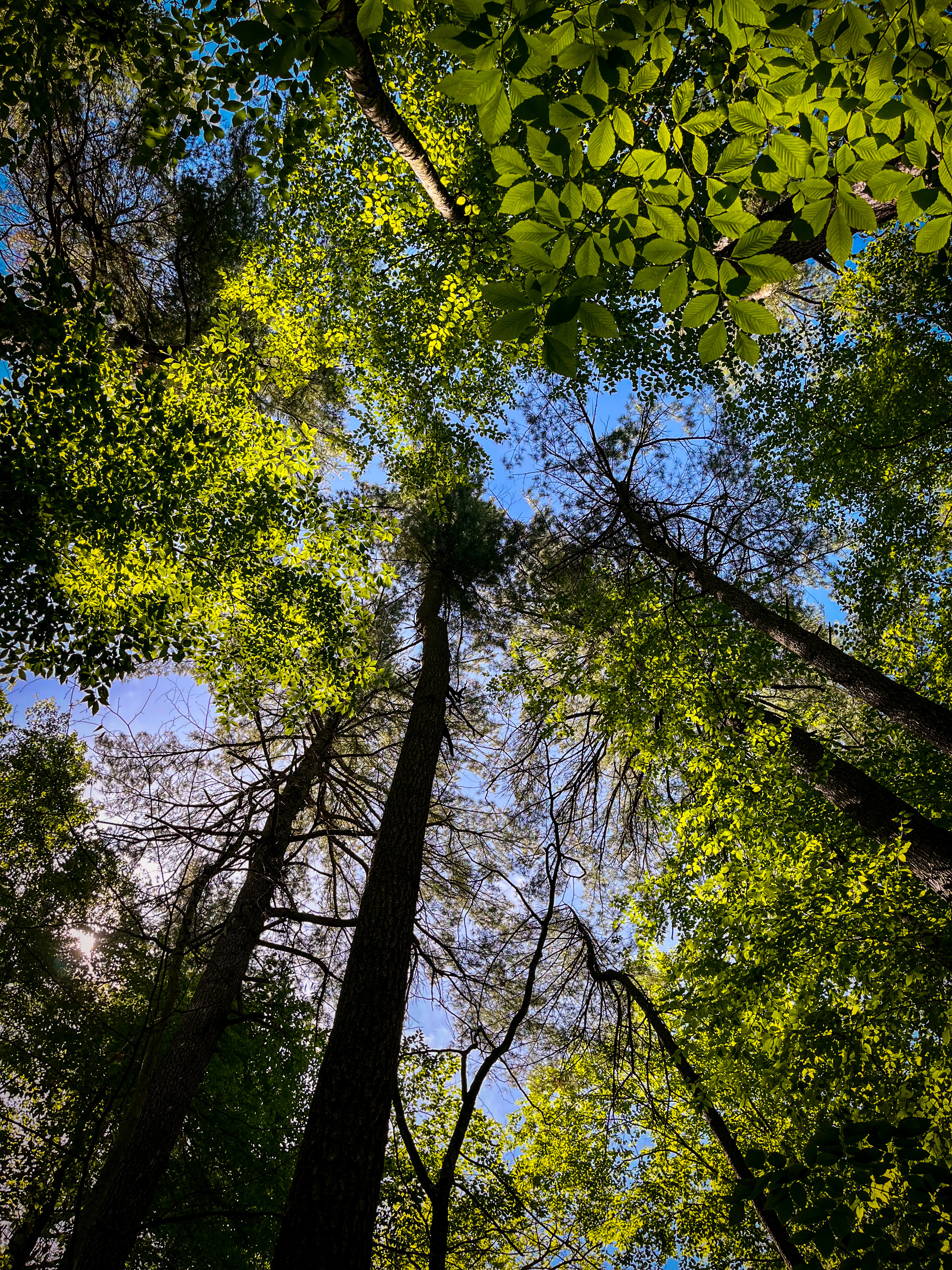 Forest Canopy