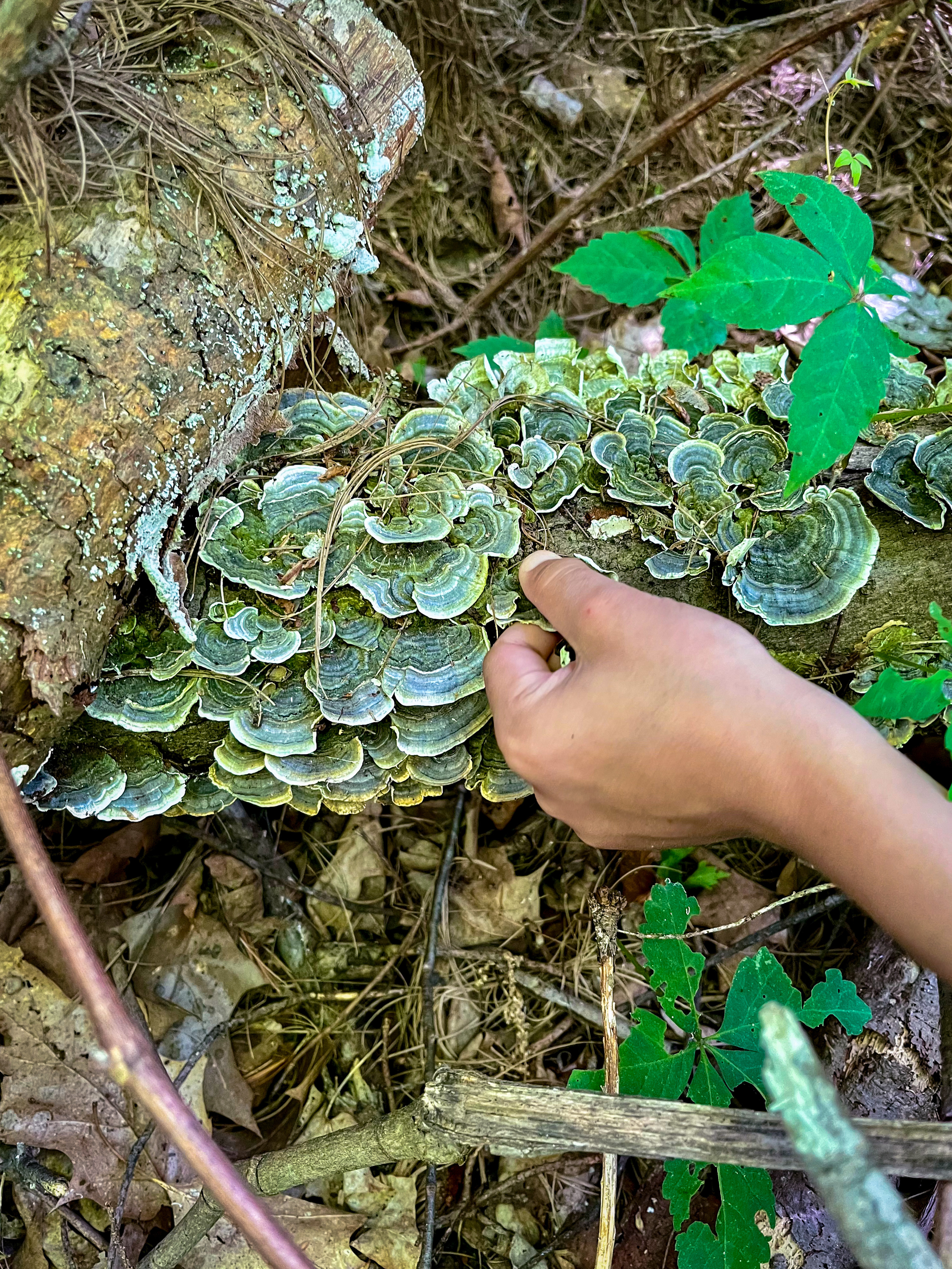 Overwintered Turkey Tail