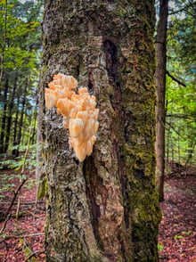 Focus on foraging: Hericium