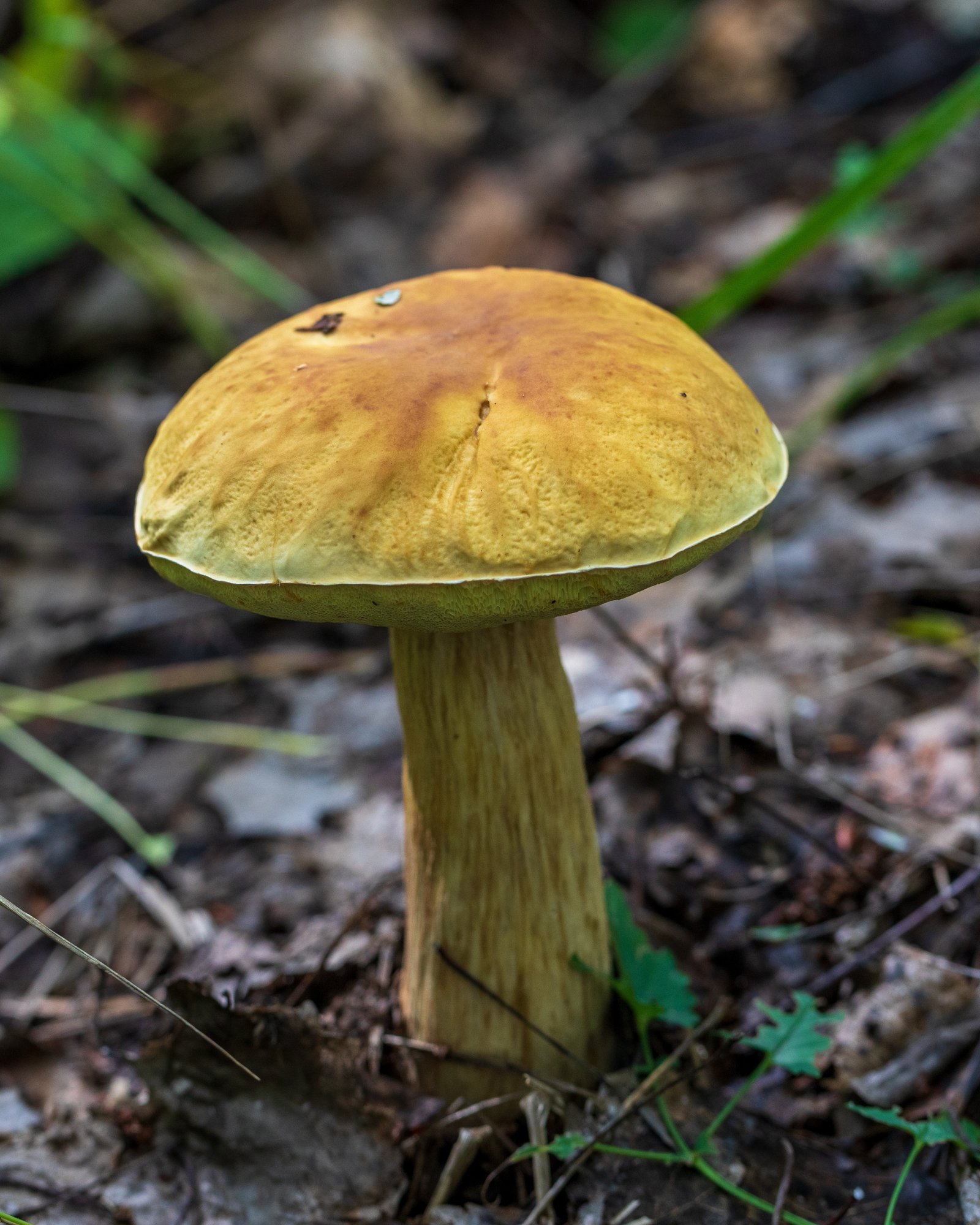 BEdulis_640077925-1