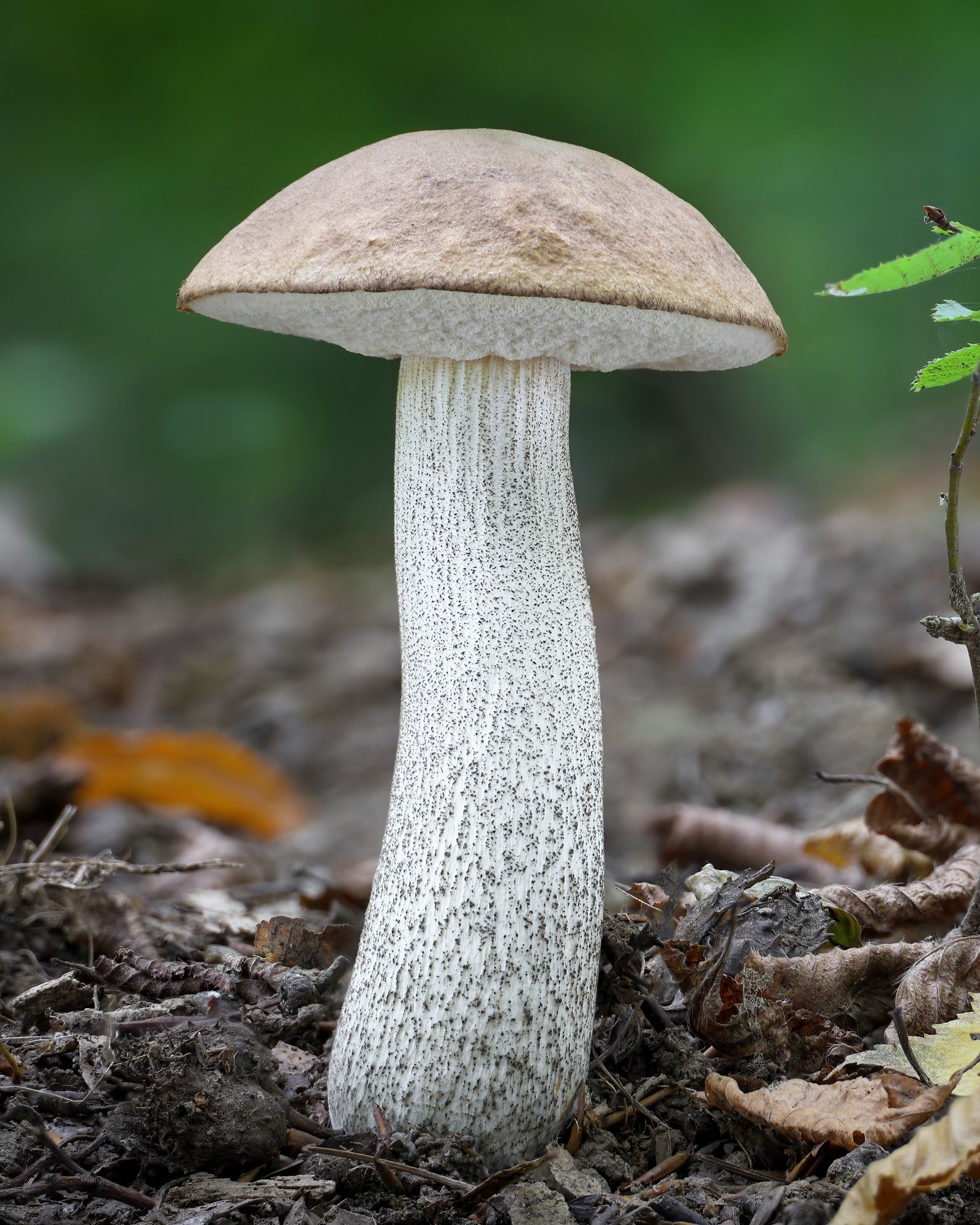 BirchBolete_385248017-1