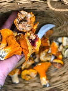 Focus on foraging: Hypomyces lactifluorum, the Lobster Mushroom