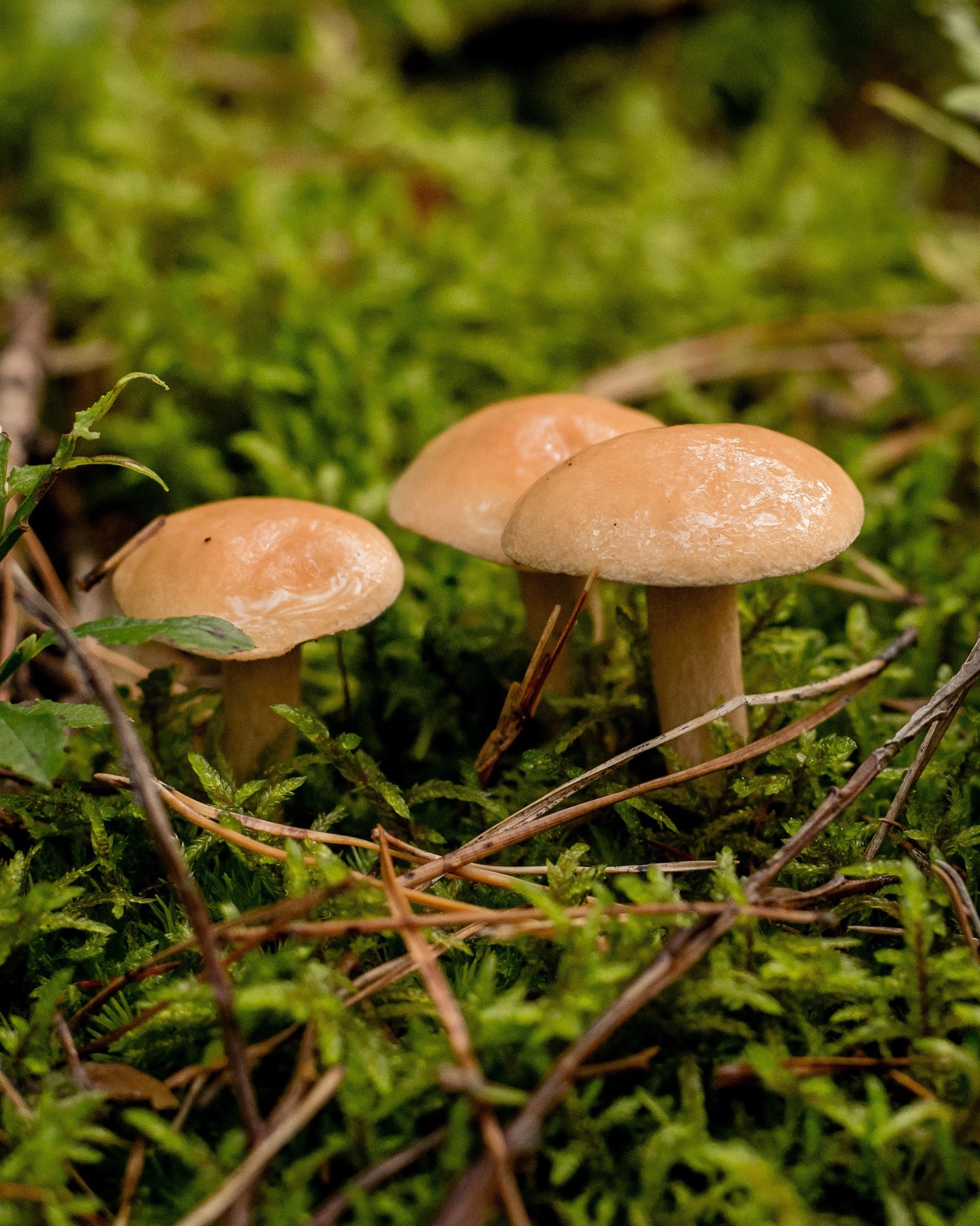 Suillus_338334022-1