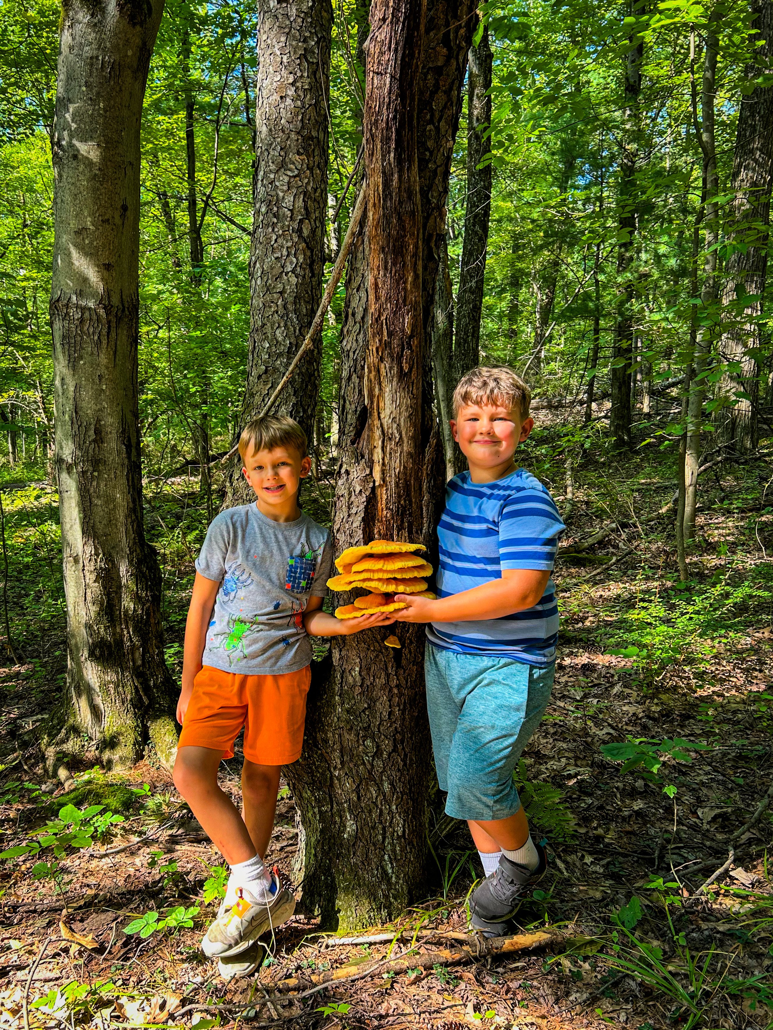 Focus on foraging: Laetiporus