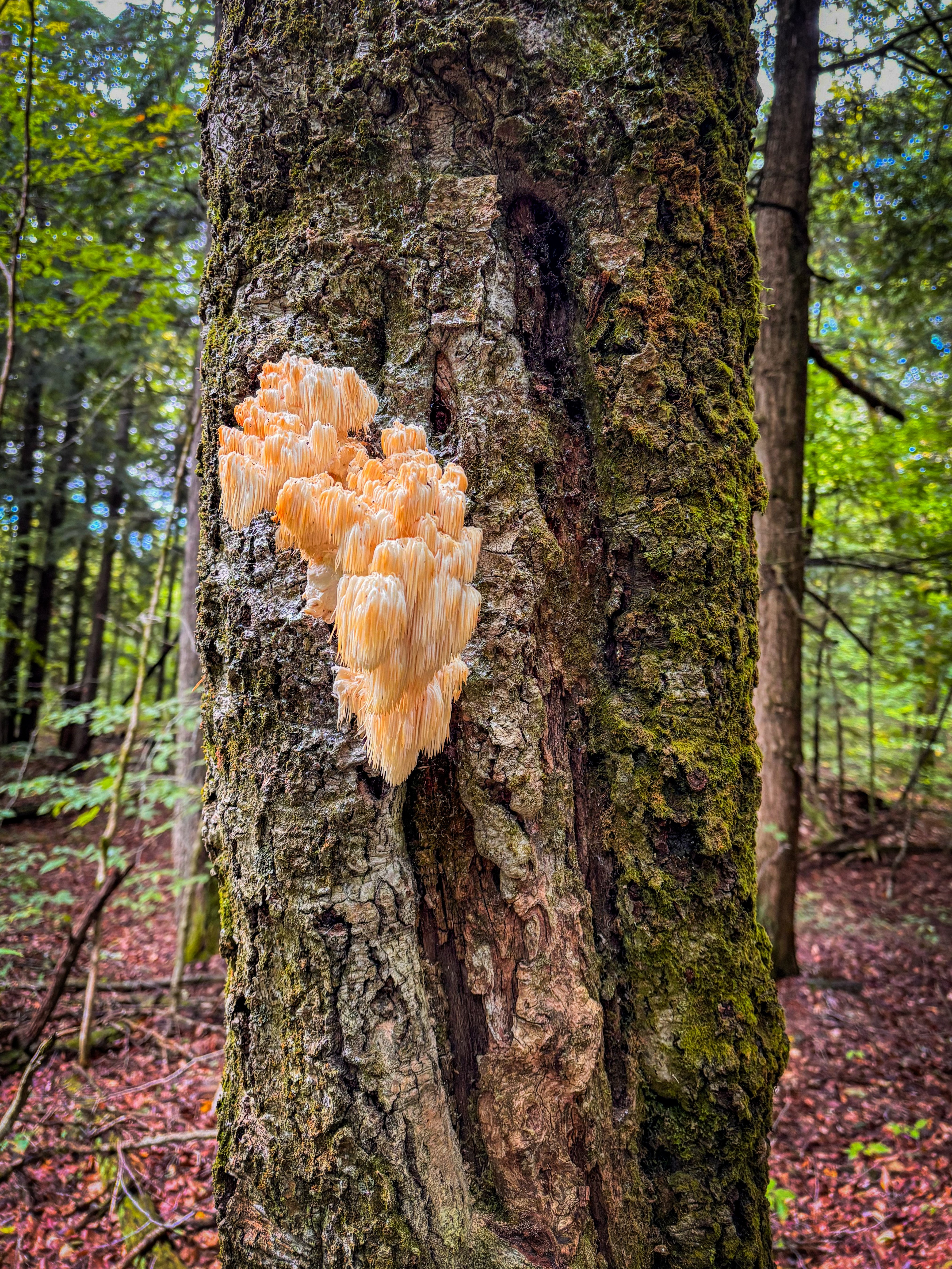 Bear's Head Tooth